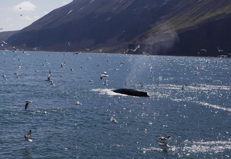 Whales Skjalfanid Bay Iceland