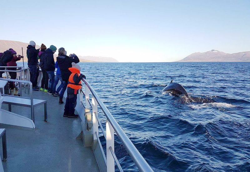 Iceland Whale Watching Akureyri 