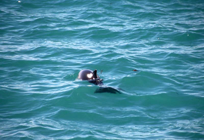 dolphin reykjavik