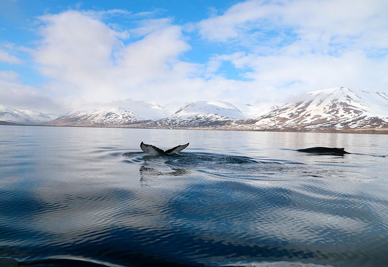 Whale Watching Iceland North