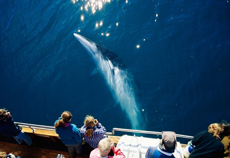 whale watching Iceland