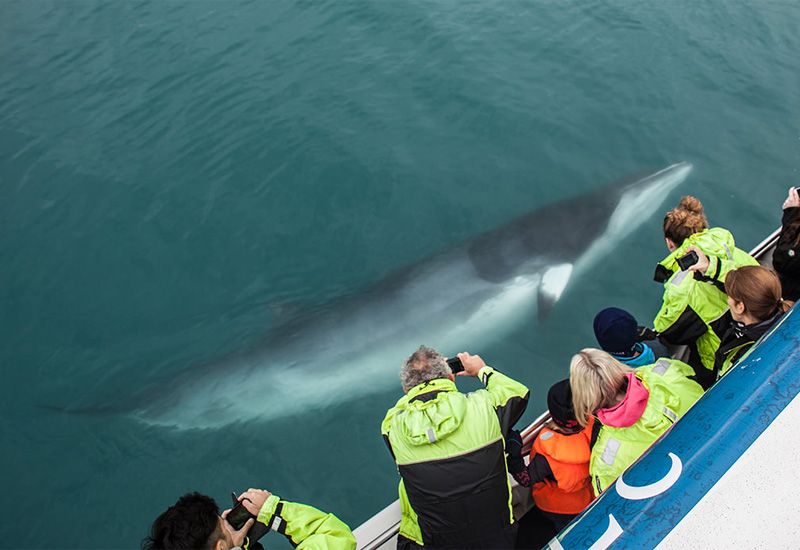 iceland whale watching