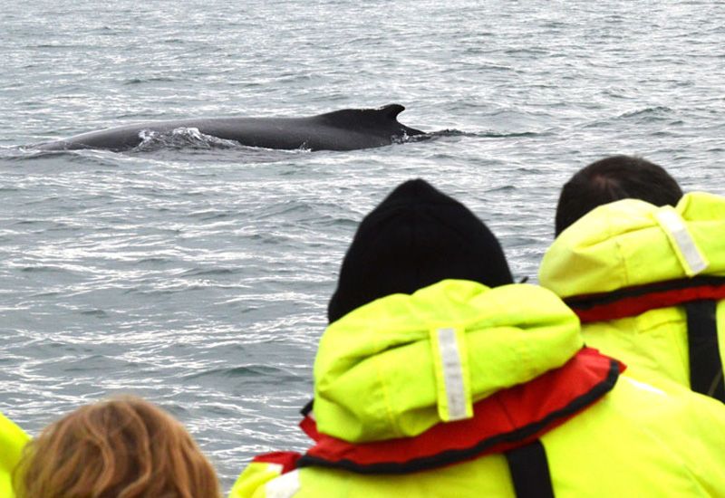 Whale Watching Akureyri Iceland