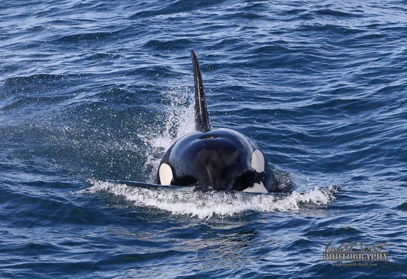 Killer Whales Iceland