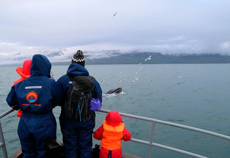 Whale Watching Dalvik 
