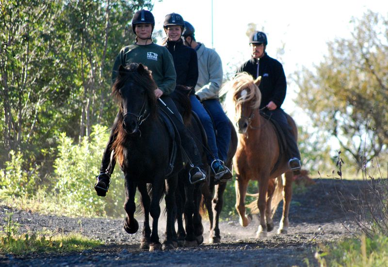 Horseback riding iceland