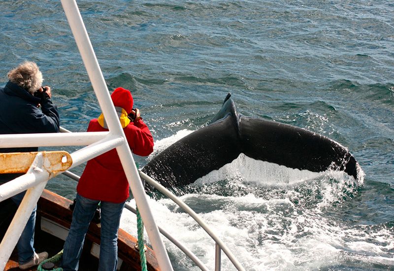 Whale Safari Iceland