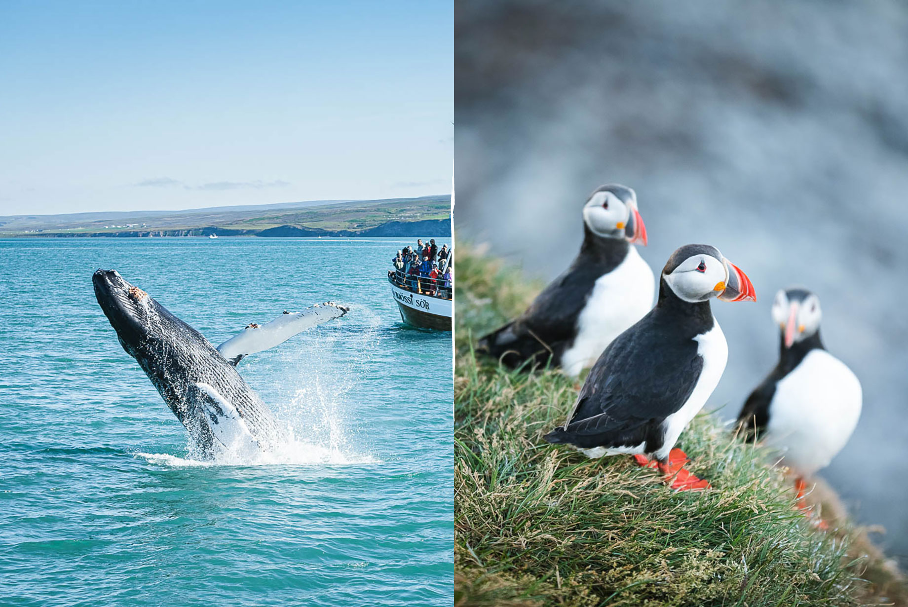 Whales and Puffins in Iceland