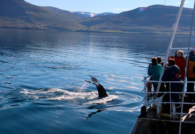 Dalvik Iceland Whales