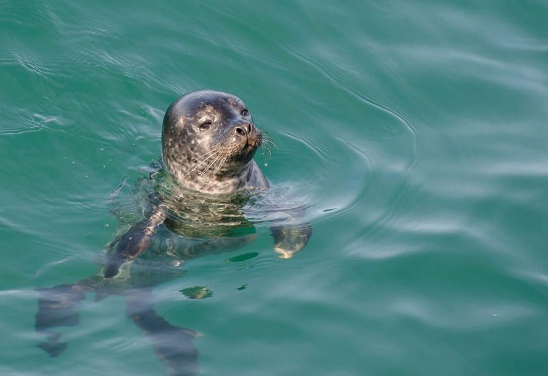 seal Iceland