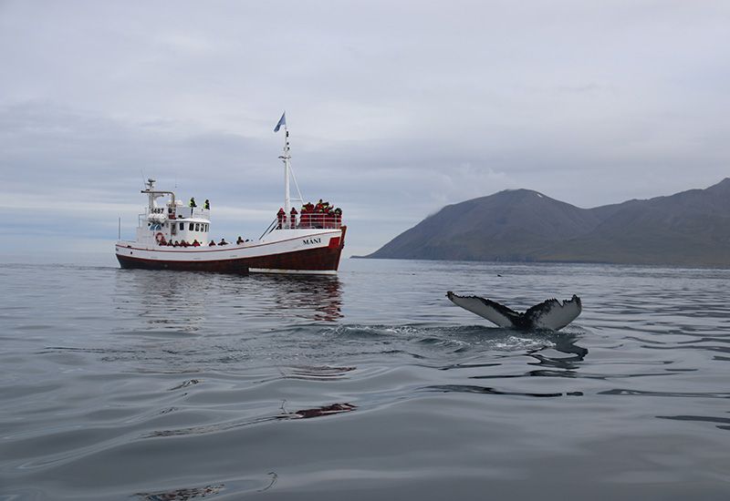 Dalvik Whale Watching