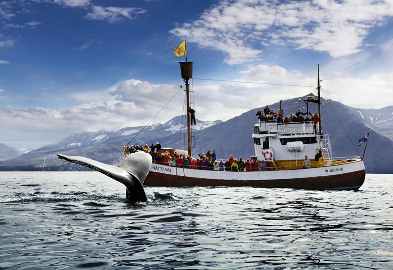 Iceland Whale Watching Husavik
