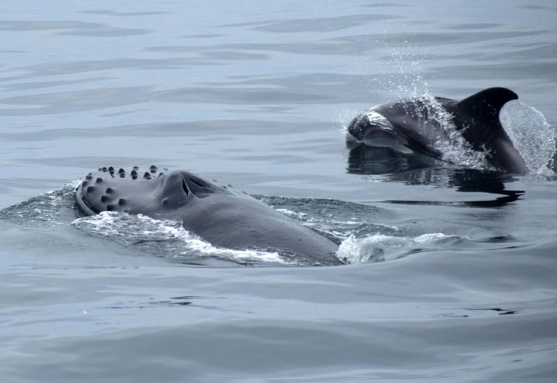 whale watching reykjavik