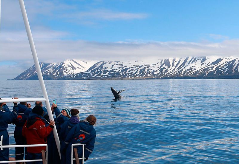 Dalvik Whales