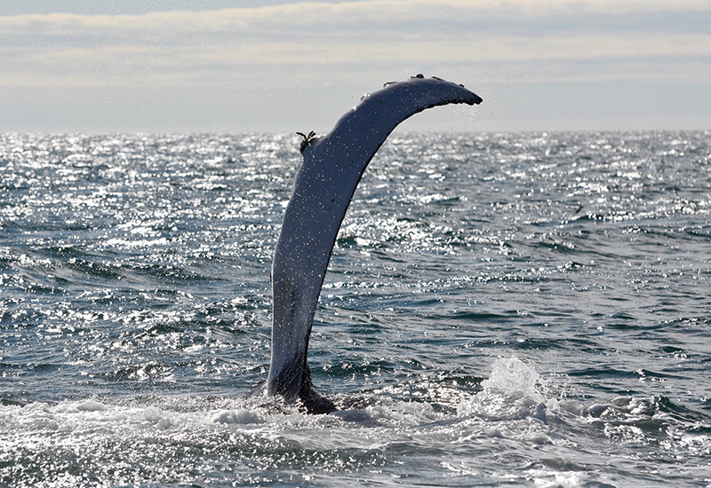 Akureyri Whale watching