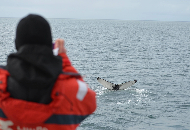 Akureyri Whale watching