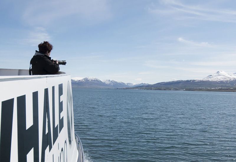 Whale Watching Akureyri