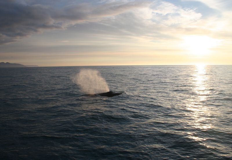 Whale Watching Husavik 